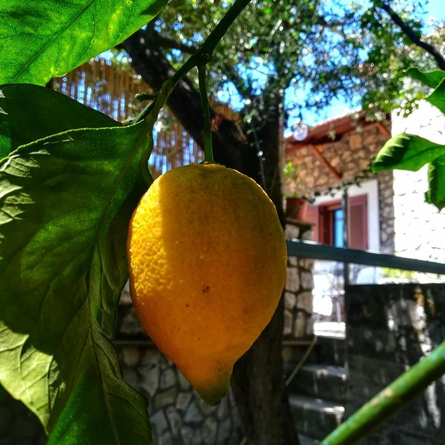 La Mandra, Cottage Tra Gli Ulivi Vico Equense Zewnętrze zdjęcie